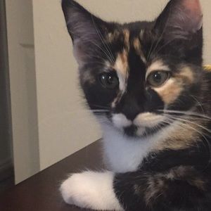 Meet your Posher, Alexa